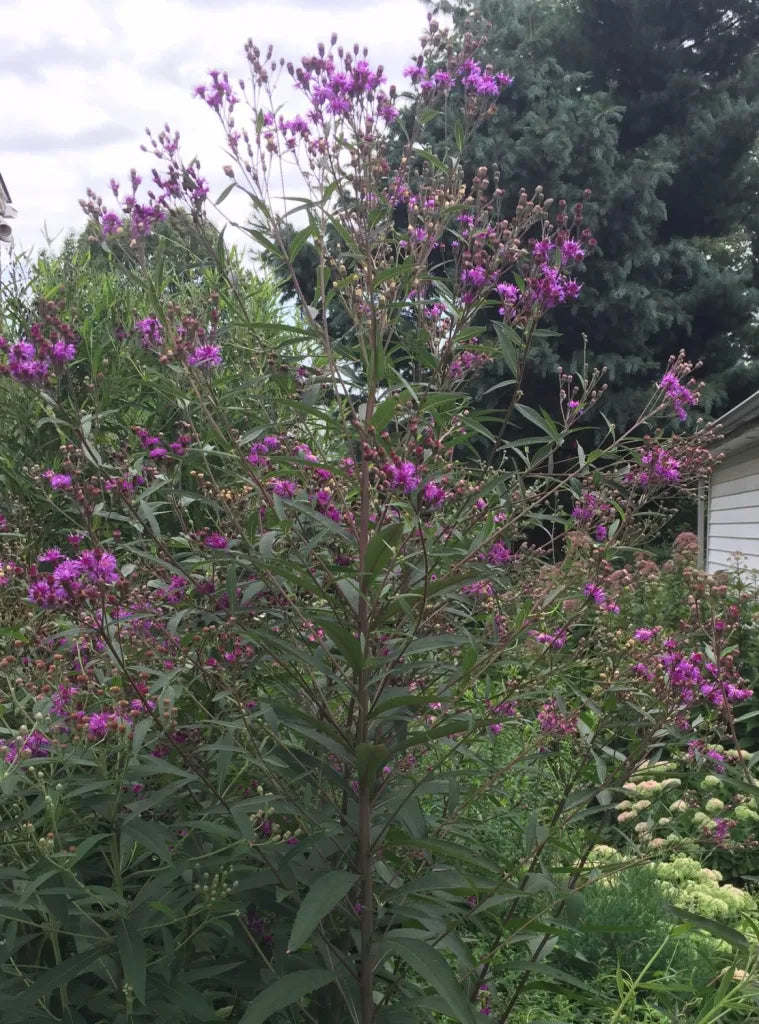 Vernonia noveboracensis - IRONWEED