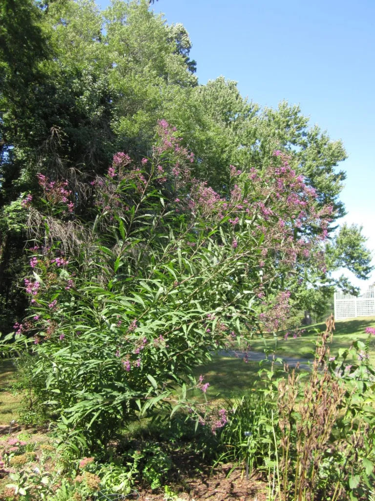 Vernonia noveboracensis - IRONWEED