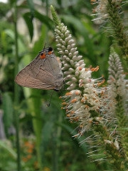 Veronicastrum virginicum - CULVER'S ROOT