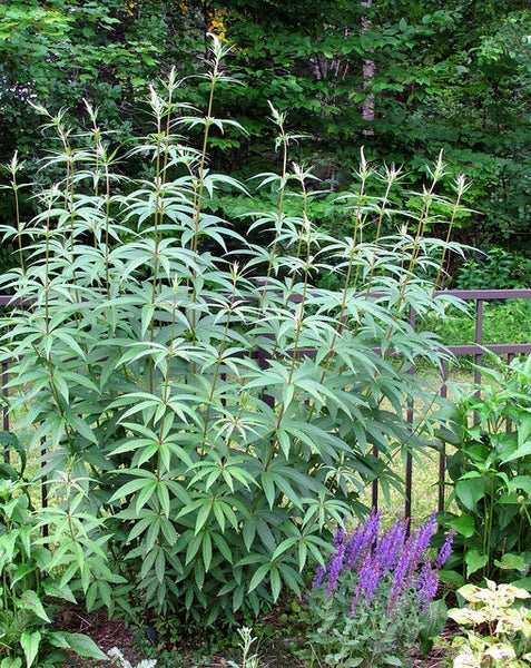 Veronicastrum virginicum - CULVER'S ROOT