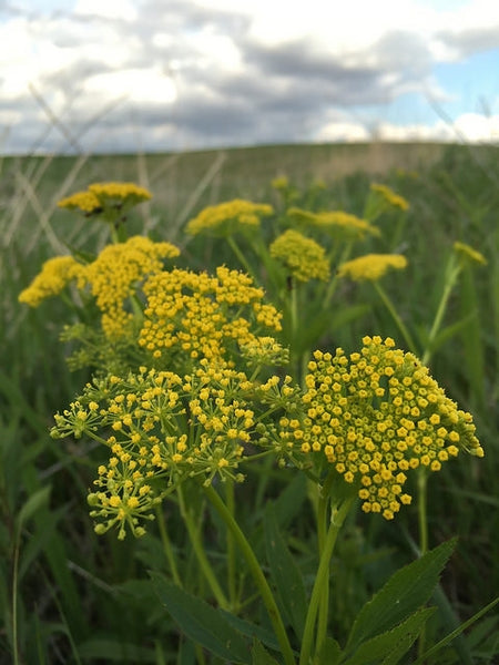 Zizia aurea - GOLDEN ALEXANDERS
