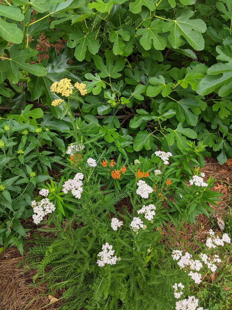 Achillea millifolium -  YARROW