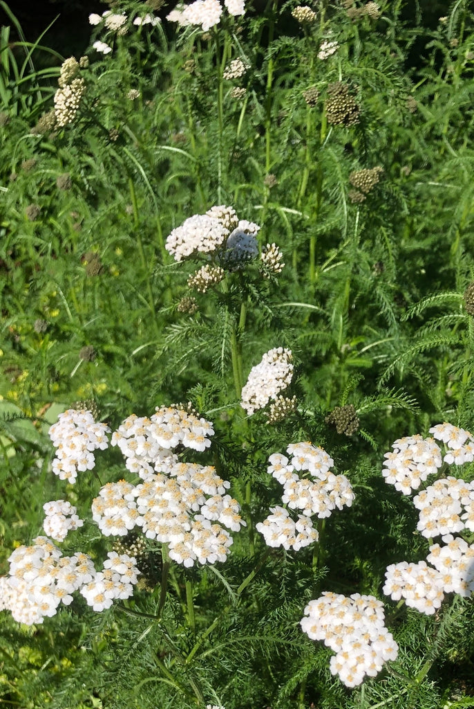 Achillea millifolium -  YARROW