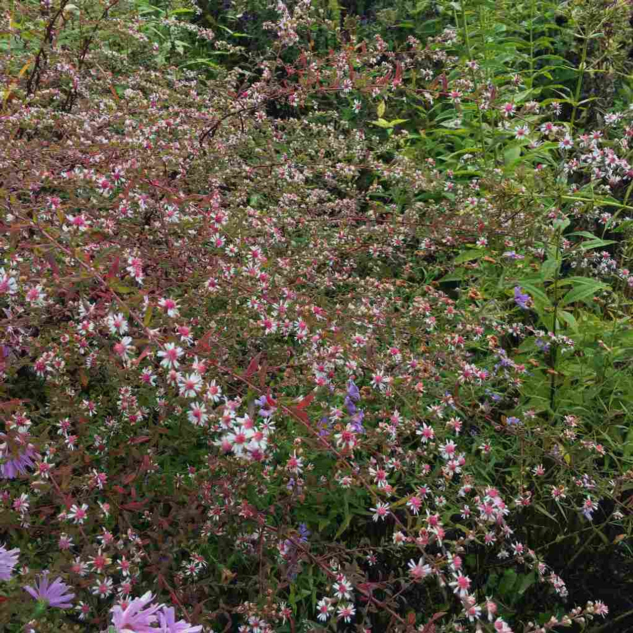 Symphyotrichum lateriflorus 'Lady in Black' - ASTER 'LADY IN BLACK'