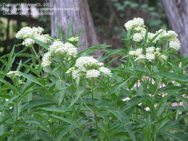 Asclepias incarnata - SWAMP MILKWEED 'ICE BALLET'