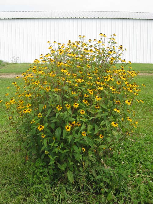 Rudbeckia triloba - BROWN EYED SUSANS