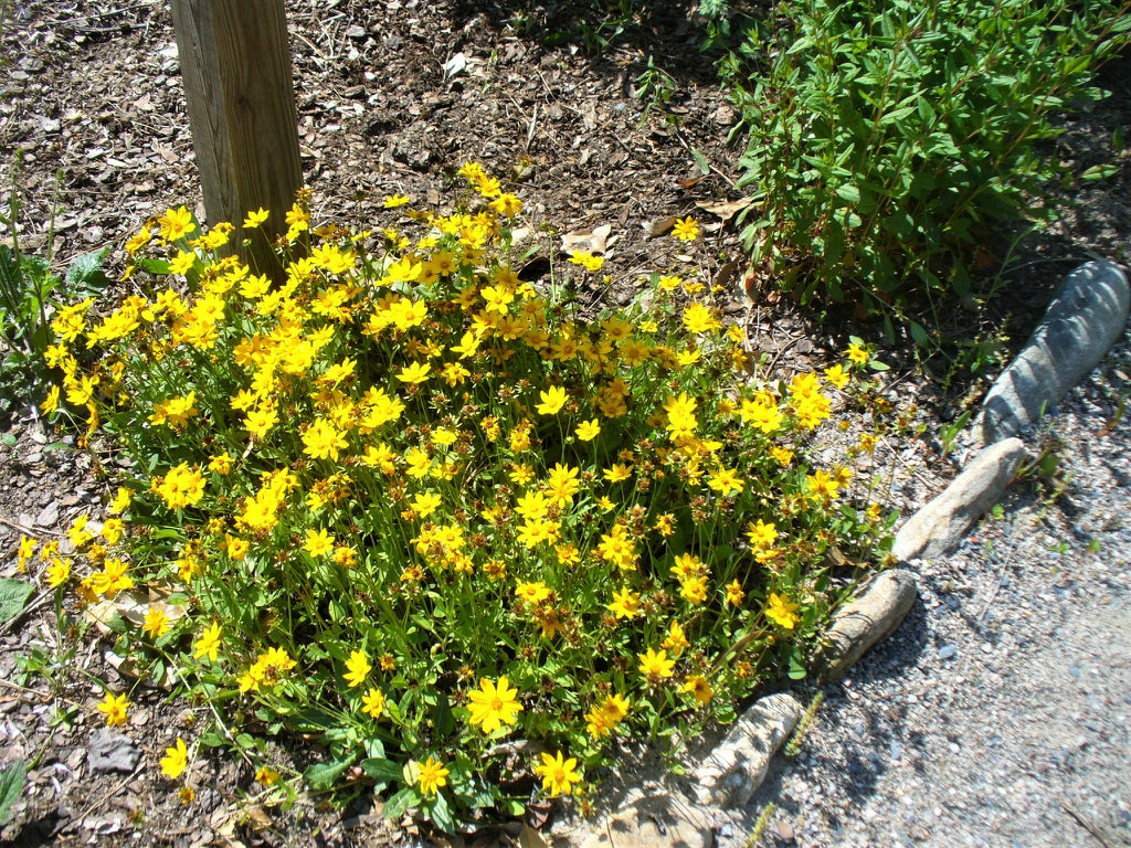 Coreopsis lanceolata - LANCELEAF TICKSEED