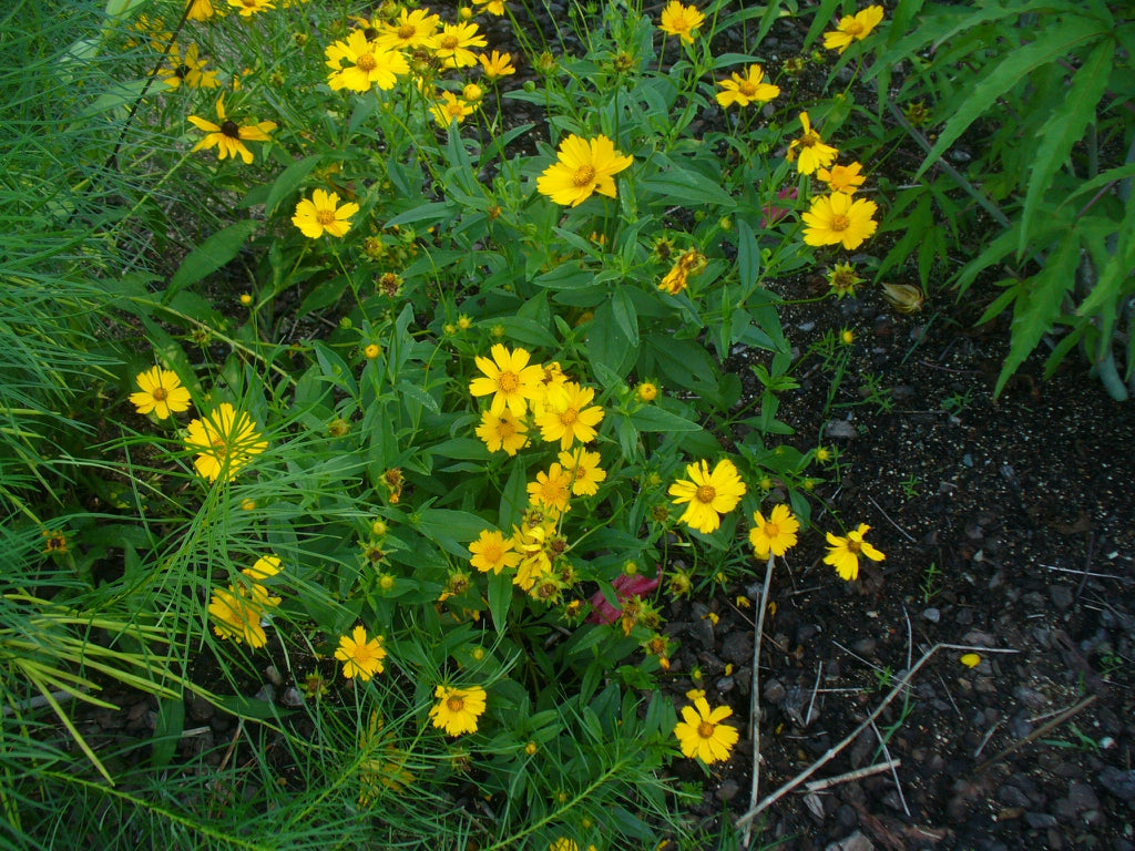 Coreopsis lanceolata - LANCELEAF TICKSEED