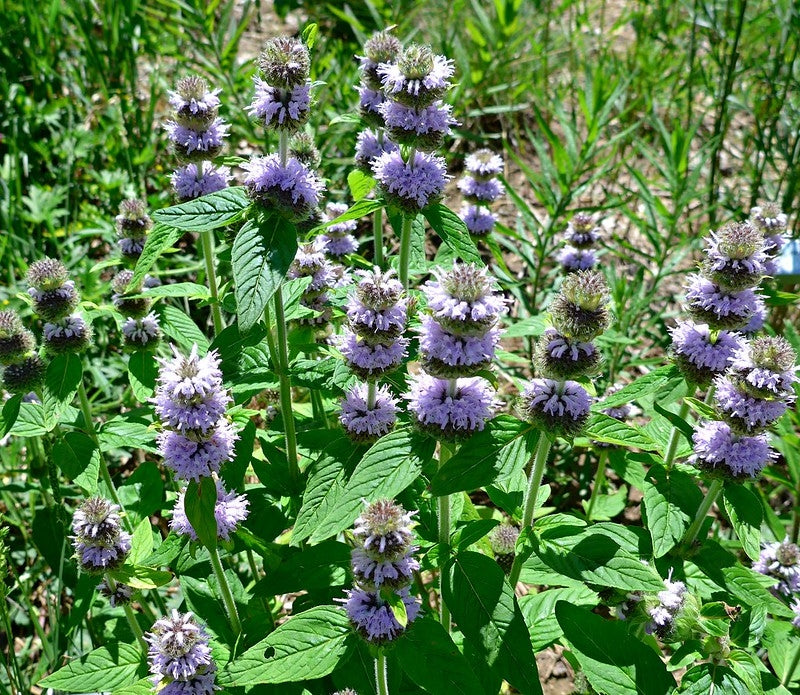 Blephilia ciliata - DOWNY WOOD MINT