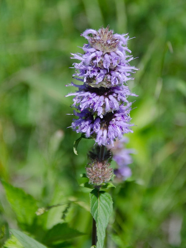 Blephilia ciliata - DOWNY WOOD MINT