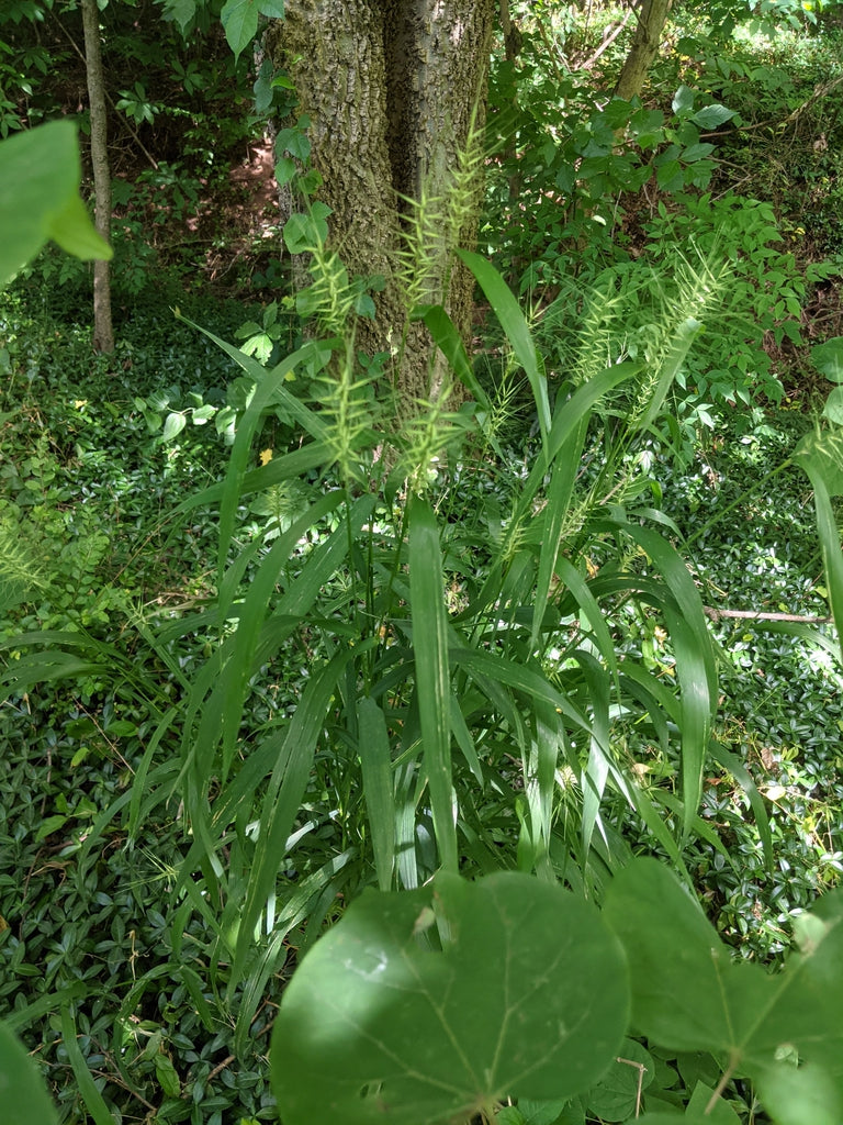 Elymus hystrix - BOTTLEBRUSH GRASS