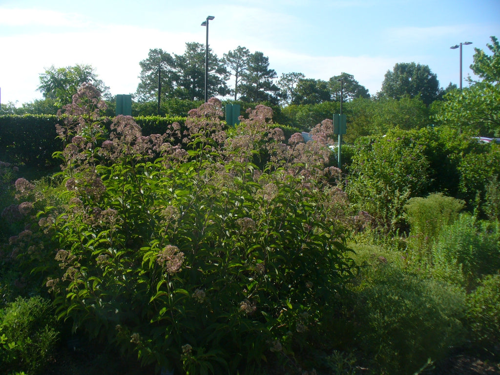 Eutrochium maculatum  SPOTTED JOE PYE WEED