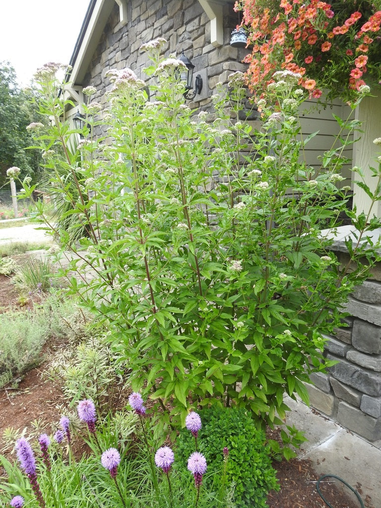 Eutrochium maculatum  SPOTTED JOE PYE WEED