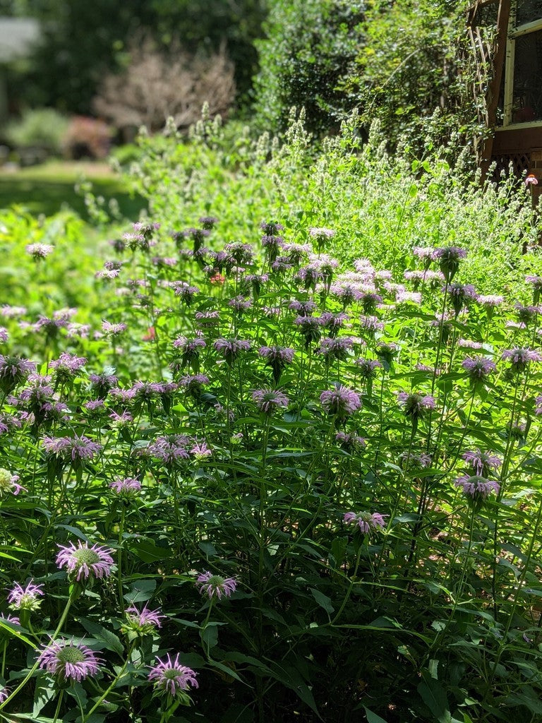 Monarda fistulosa - WILD BERGAMOT