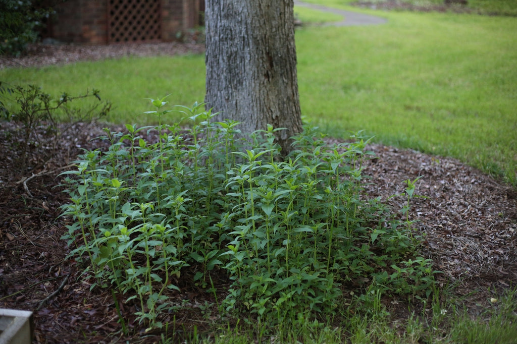 Monarda fistulosa - WILD BERGAMOT