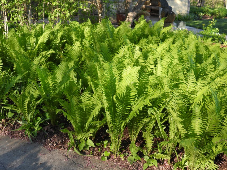 Matteuccia struthiopsis - OSTRICH FERN