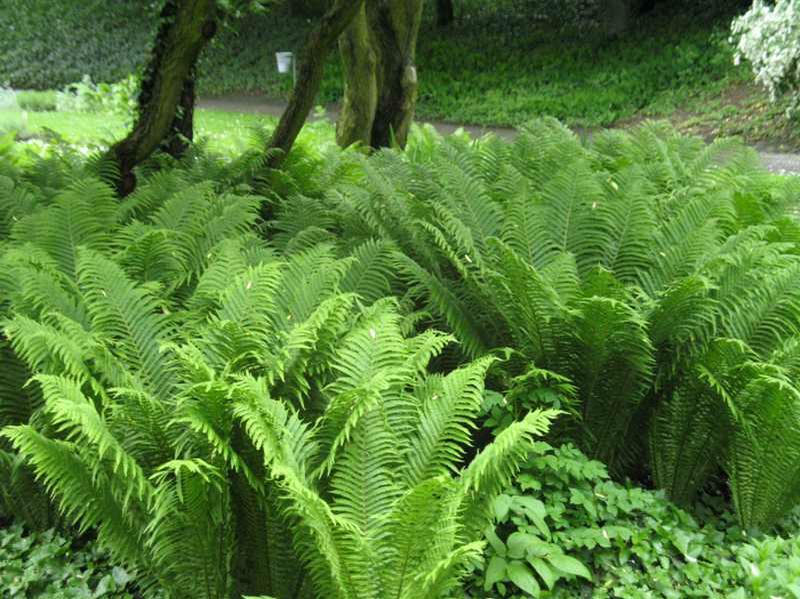Matteuccia struthiopsis - OSTRICH FERN