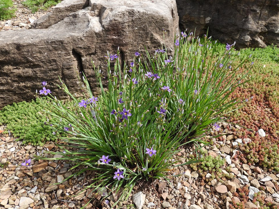 Sisrynchium angustifolium 'Lucerne' BLUE EYED GRASS 'Lucerne'
