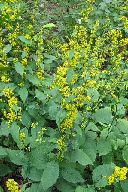 Solidago flexicaulis - ZIG ZAG GOLDENROD