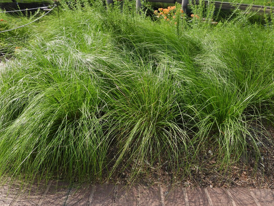 Sporobulous heterolepis - PRAIRIE DROPSEED